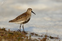 Jespak obecny - Calidris alpina - Dunlin 7105